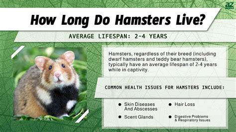 How Long Does A Hamster Live – [Vet Explains Pets]